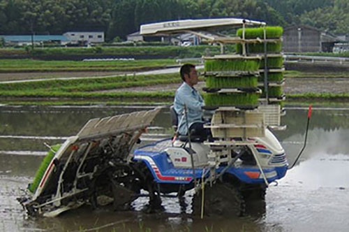 田植え(6月)