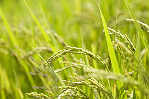 草取り・草刈り・防除(6月~8月)
