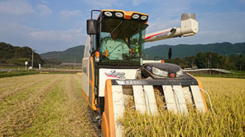 稲刈り(9月)